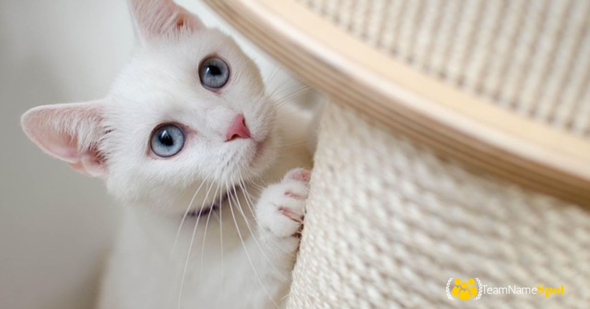 Aesthetic Cat Names
