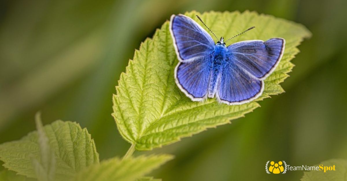 Butterfly Names
