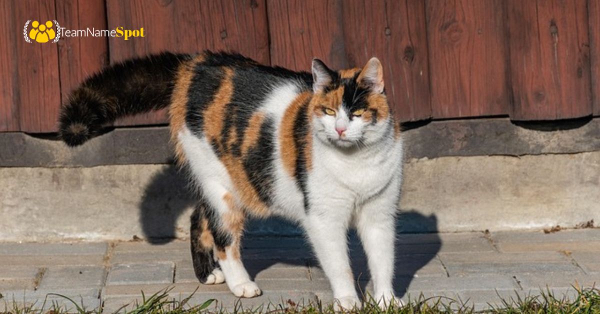 Calico Cat Names