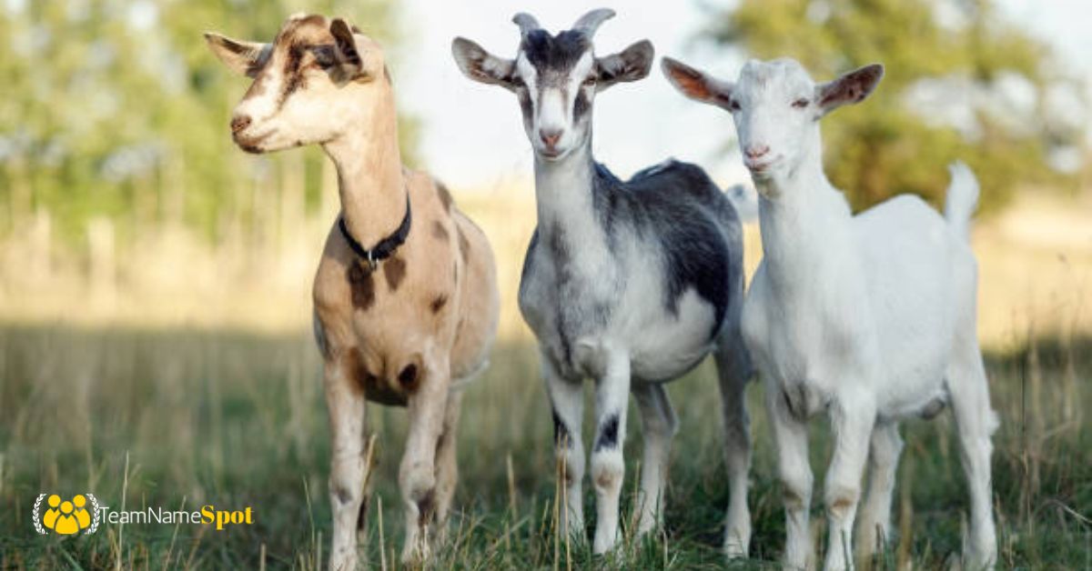 Goat Names