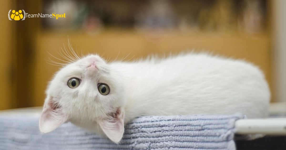 Korean Cat Names