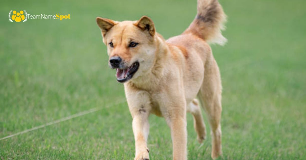 Korean Dog Names