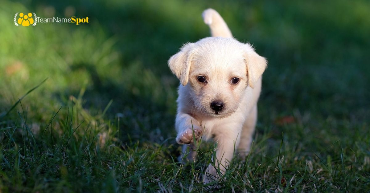 Male Dog Names