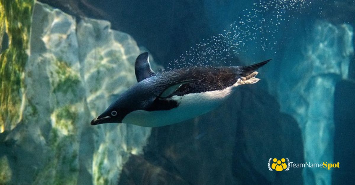 Penguin Names