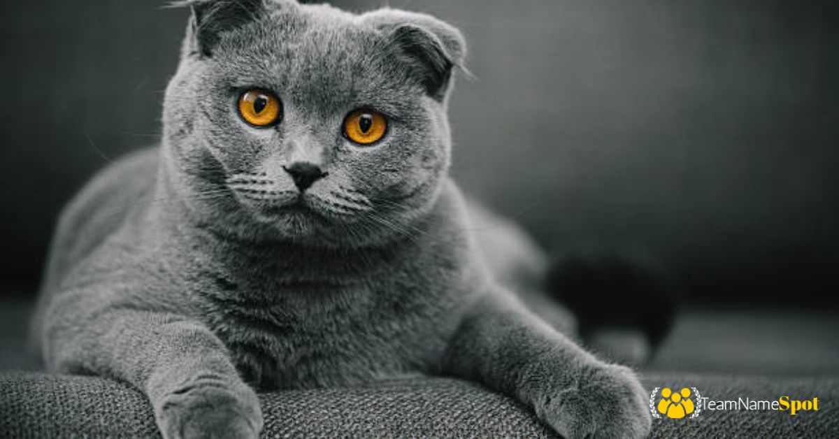 Unique Cat Names
