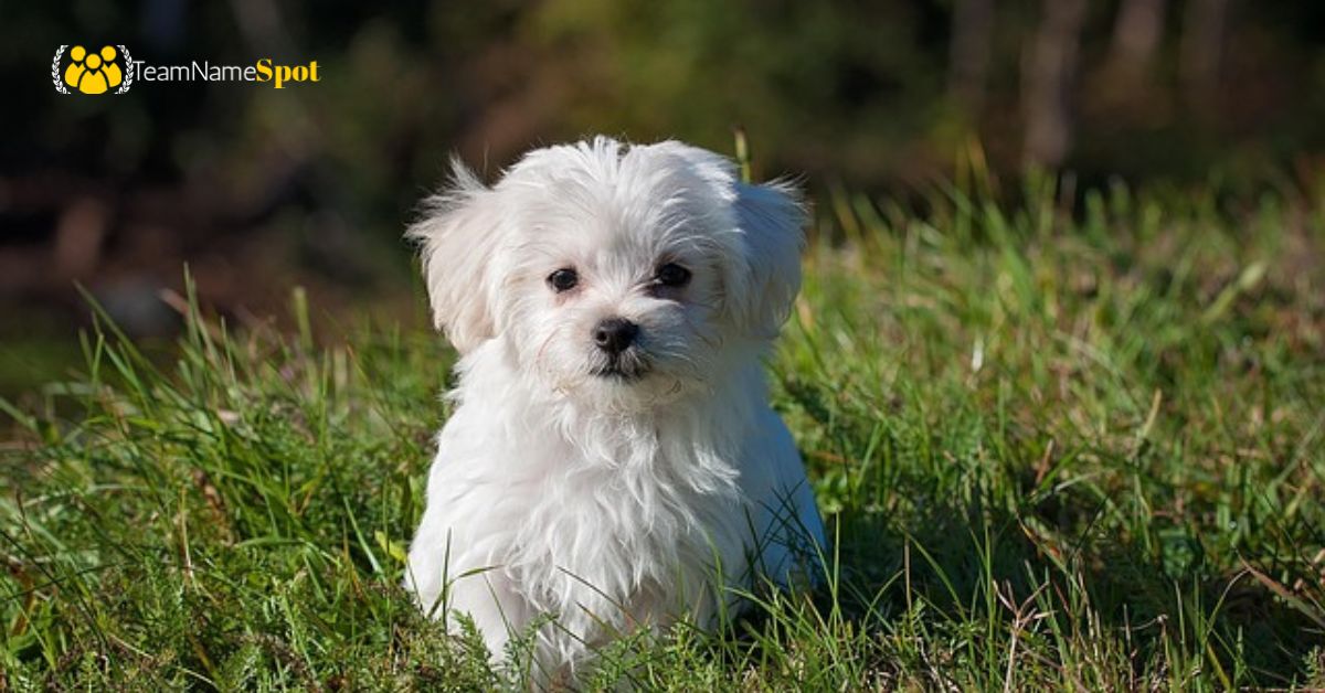 White Dog Names