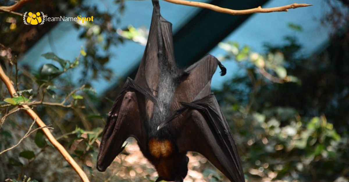 Bat Names