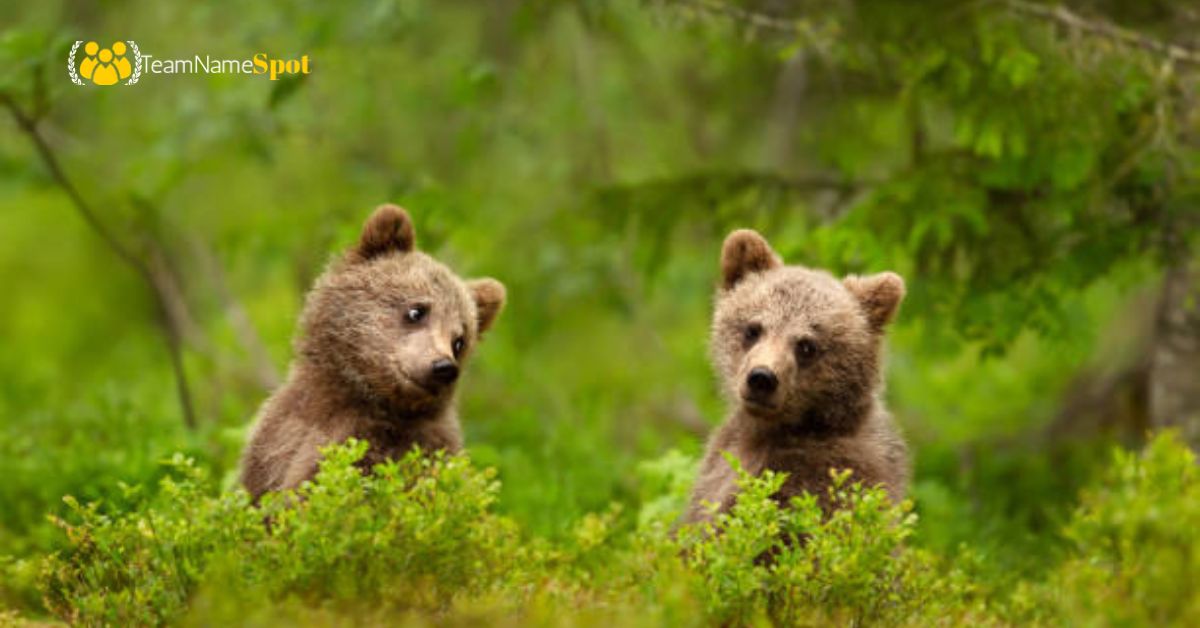 Bear Names