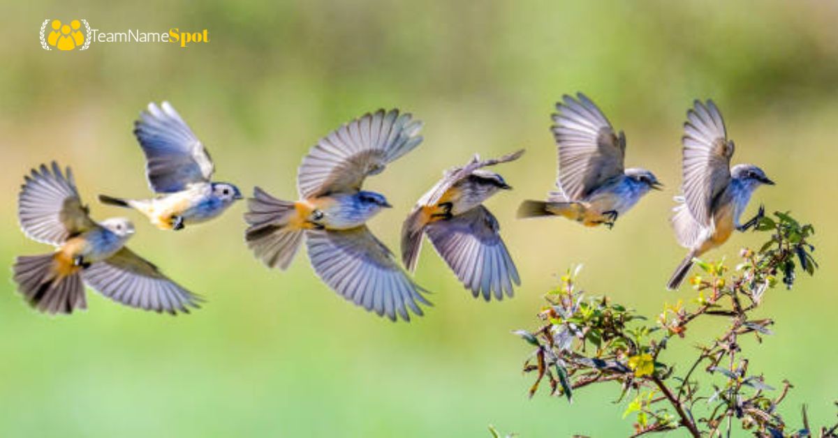 Bird Names