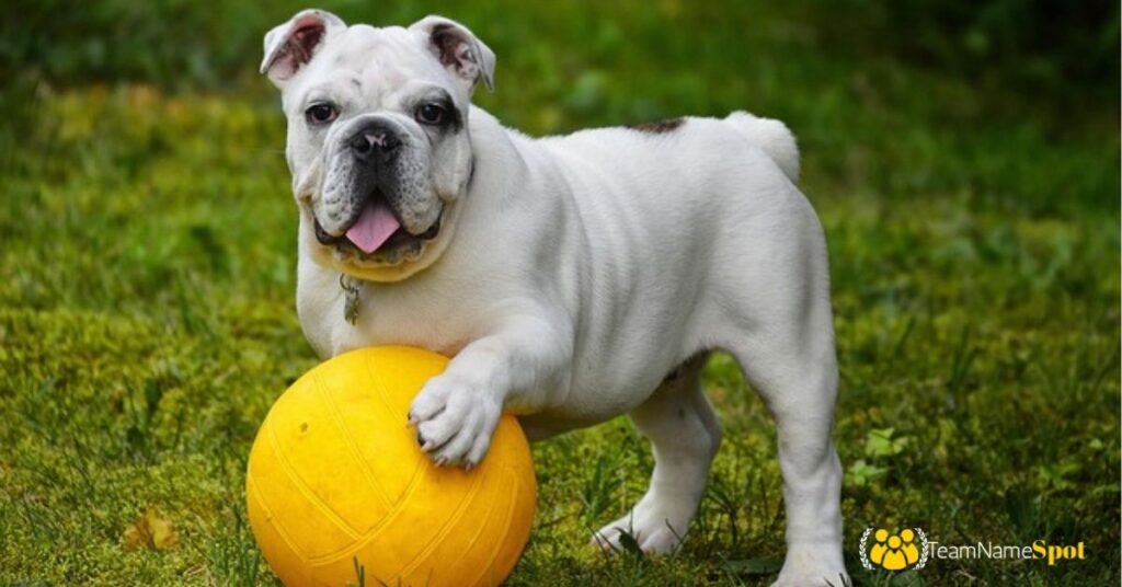 Cool Dog Names