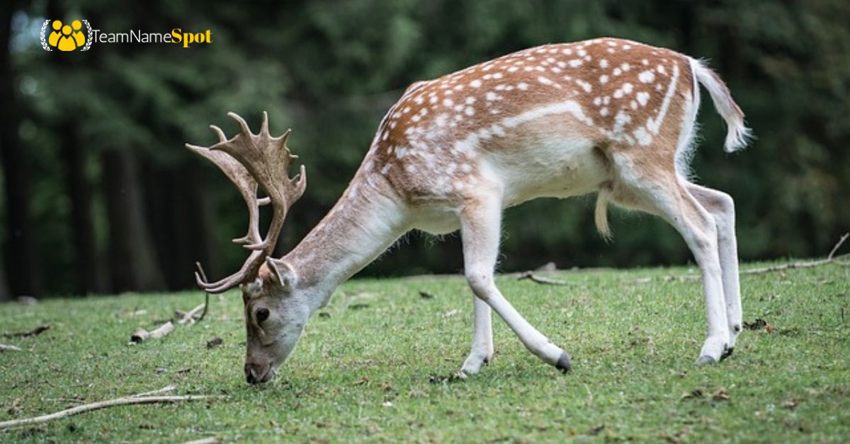 Deer Names