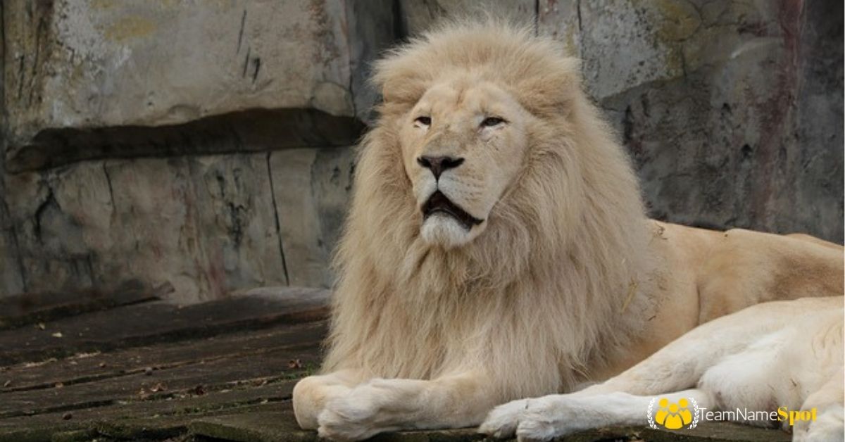 Lion Names
