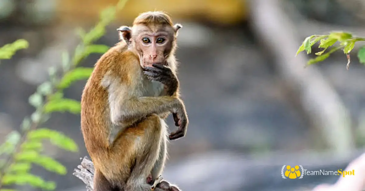 Monkey Names