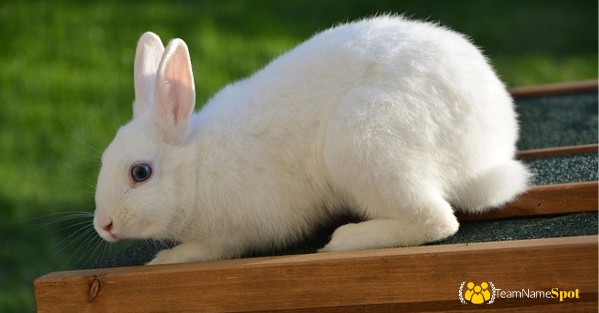 Rabbit Names Ideas