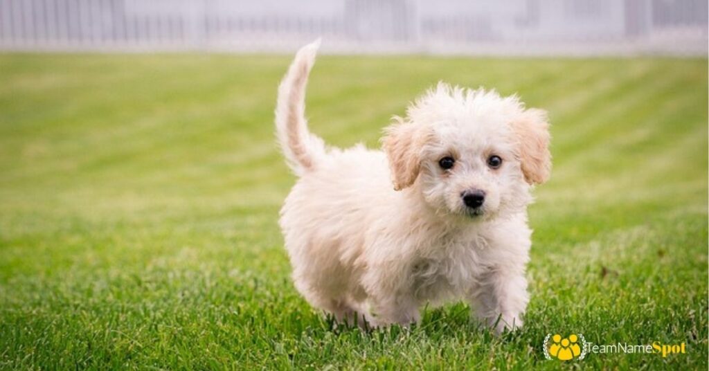 Small Dog Names