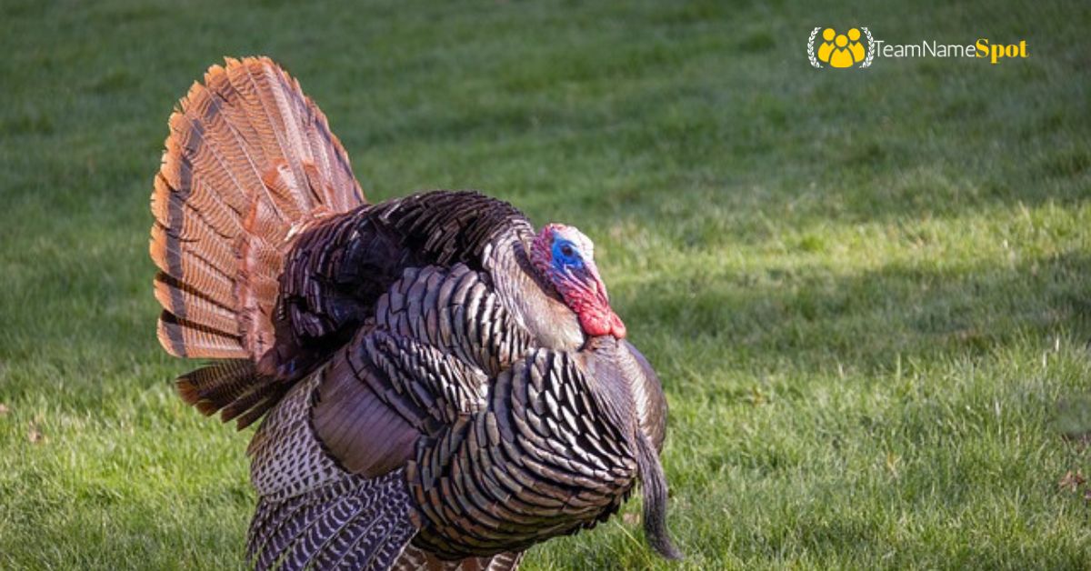 Turkey Names